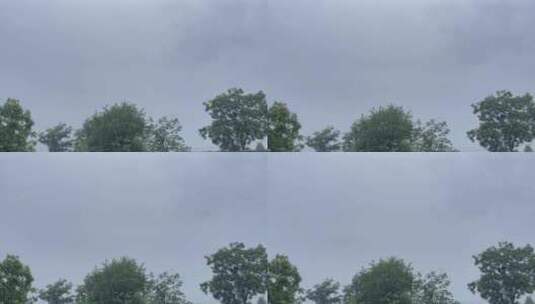 下雨摇晃的树1高清在线视频素材下载