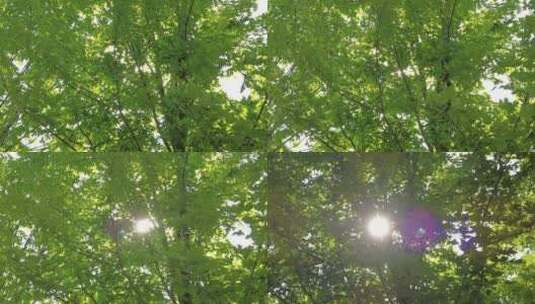 城市绿化夏日阳光树枝树叶植物鲜花实拍高清在线视频素材下载