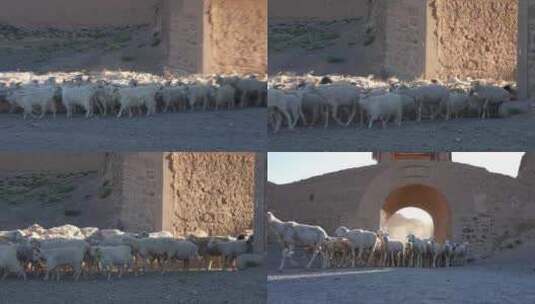 羊群奔跑高清在线视频素材下载