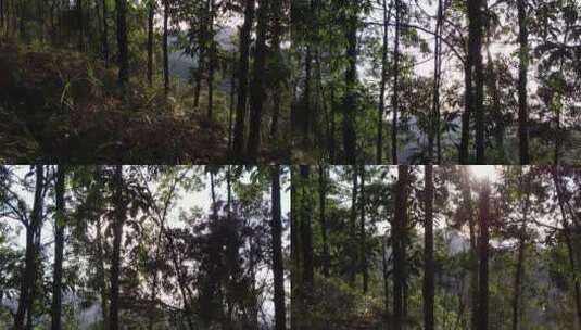 山林树木高清在线视频素材下载