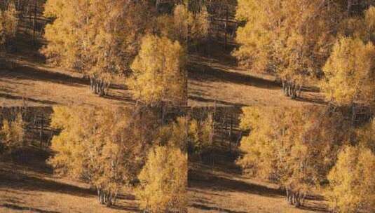 乌兰布统景区秋季的白桦林高清在线视频素材下载