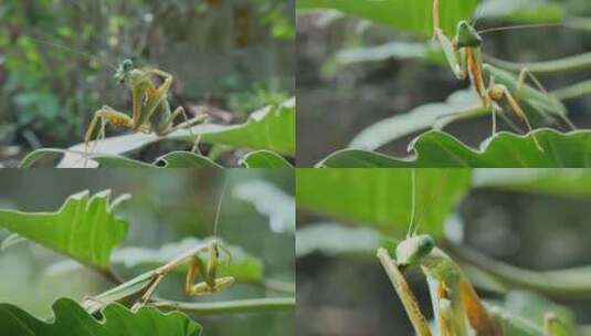 螳螂昆虫微距特写摄影夏日自然风光昆虫觅食高清在线视频素材下载