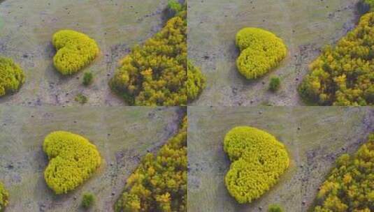 心形桦树林 爱情谷高清在线视频素材下载