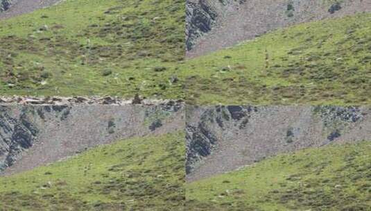 四川甘孜横断山脉贡嘎山区那玛峰的岩羊高清在线视频素材下载