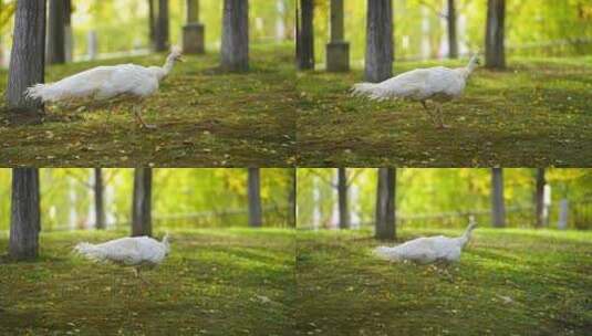 1只白色孔雀在银杏树林下走动高清在线视频素材下载