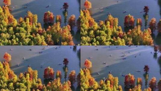 杭州临安青山湖水杉林秋游 皮划艇 划船高清在线视频素材下载
