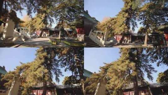 北京4a级景区戒台寺视频素材高清在线视频素材下载