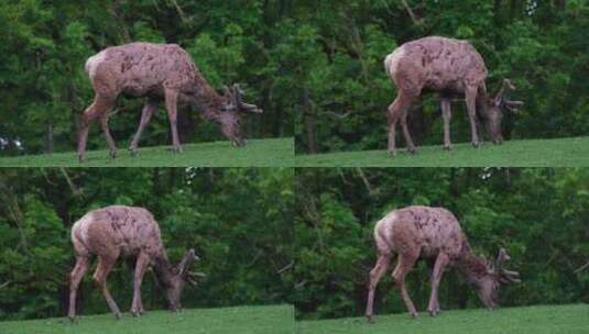 在草地上吃草的小鹿高清在线视频素材下载