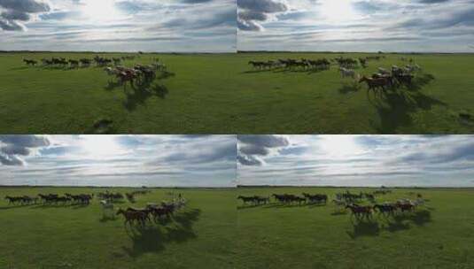 航拍呼伦贝尔草原马群高清在线视频素材下载