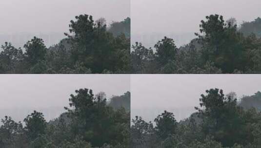 4k长沙谷山森林公园云雾缭绕高清在线视频素材下载