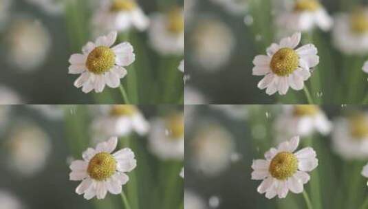 雨中的洋甘菊雨中的花雨滴落下高清在线视频素材下载