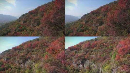 峭壁上的红叶高清在线视频素材下载