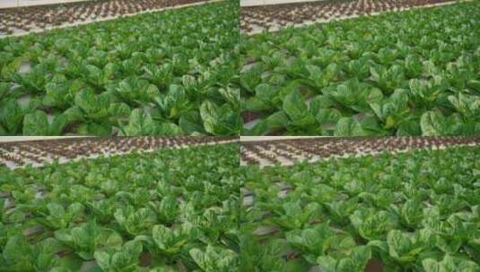 温室 蔬菜 农业 绿色高清在线视频素材下载