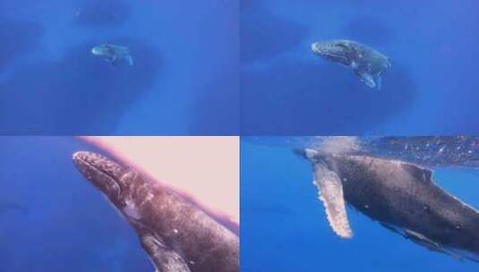 水下拍摄的鲸鱼在蓝色的海洋中游泳。高清在线视频素材下载