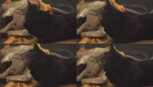 黑猫高清在线视频素材下载
