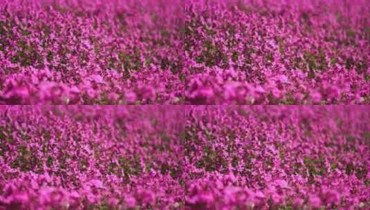 盛开的粉红色花田在风中摇曳慢动作特写高清在线视频素材下载