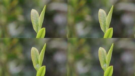 杭州西湖龙井新茶嫩茶叶特写高清在线视频素材下载