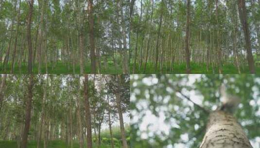 森林树木特写百年大树高清在线视频素材下载