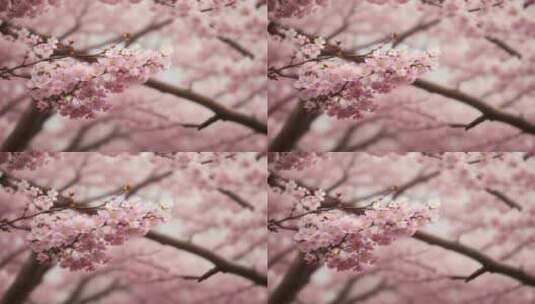 粉色樱花视频高清在线视频素材下载