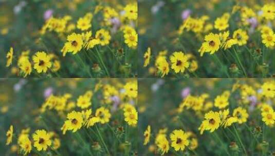 黄色的小花风中摇晃蜜蜂在上面飞舞高清在线视频素材下载
