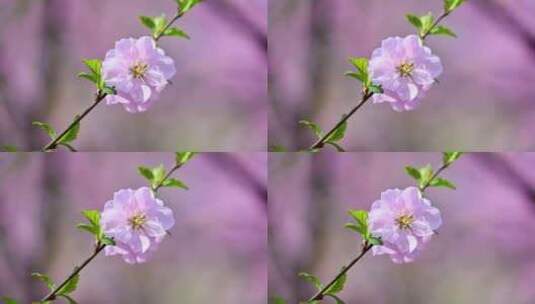 春天盛开的粉色桃花碧桃花朵特写高清在线视频素材下载