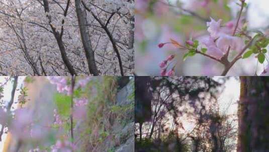 春天花朵樱花盛开植物风景视频素材高清在线视频素材下载