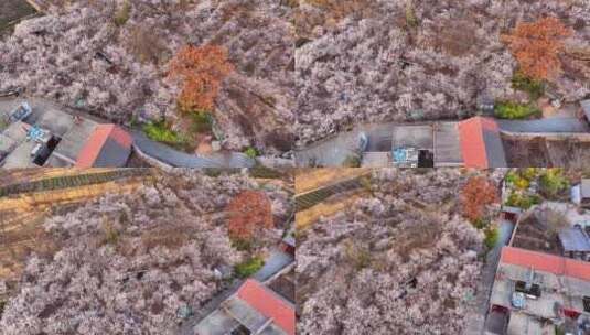 春分时节，樱桃园花满枝头，春意盎然高清在线视频素材下载