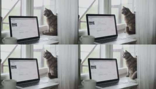 4K-猫咪晃着尾巴看向窗外高清在线视频素材下载