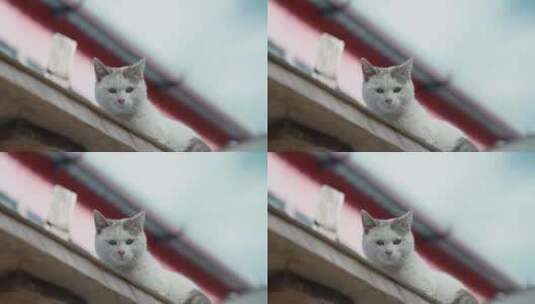 屋顶上白色小猫咪高清在线视频素材下载