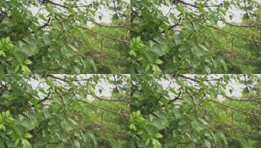 下雨天雨中的树叶高清在线视频素材下载