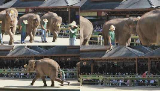 西双版纳野象谷-大象表演高清在线视频素材下载