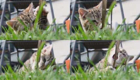 一只可爱的小猫在草地上玩树叶，试图用她的高清在线视频素材下载