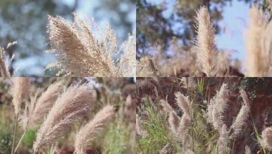 秋冬芦苇花高清在线视频素材下载