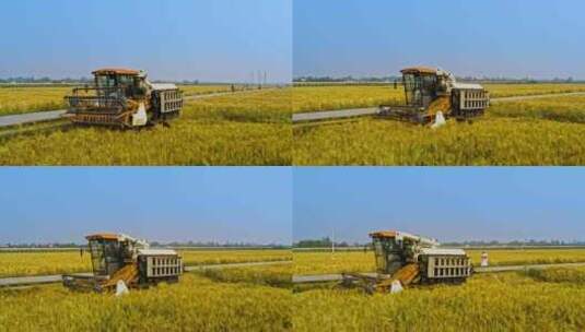 4k高清实拍水稻收割田野丰收稻田高清在线视频素材下载