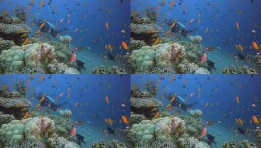 彩色水下海景和潜水员高清在线视频素材下载