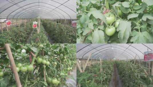 农业大棚西红柿种植番茄温室瓜果蔬菜高清在线视频素材下载