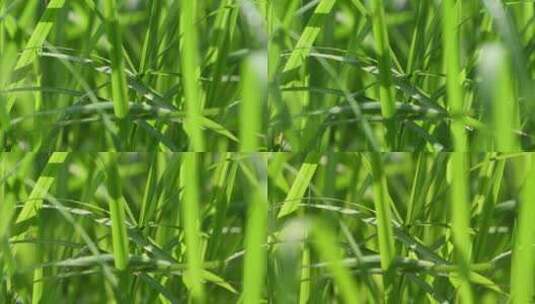 雨后阳光照射在草丛上高清在线视频素材下载