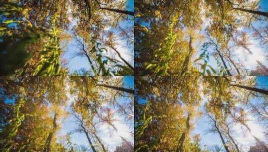 史诗般的秋天森林高清在线视频素材下载