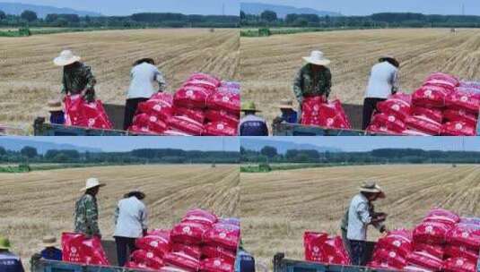 农村农民农业拖拉机播种玉米高清在线视频素材下载