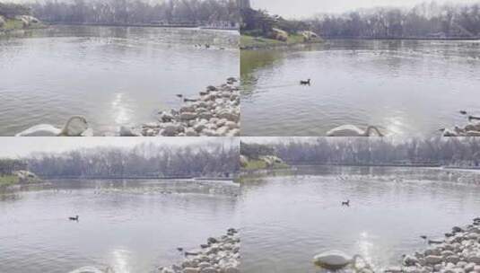 湖边芦苇丛中水禽湖喂鸭子灰鹤丹顶鹤天鹅高清在线视频素材下载