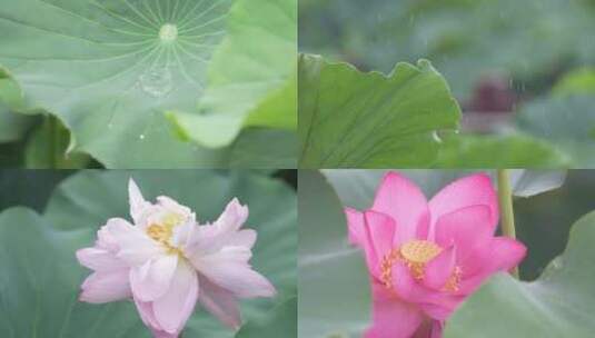 夏日唯美雨中荷花荷叶荷池荷塘雨荷4K素材高清在线视频素材下载