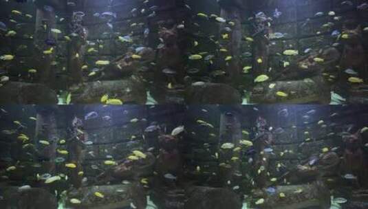 在水族馆游泳的热带鱼高清在线视频素材下载