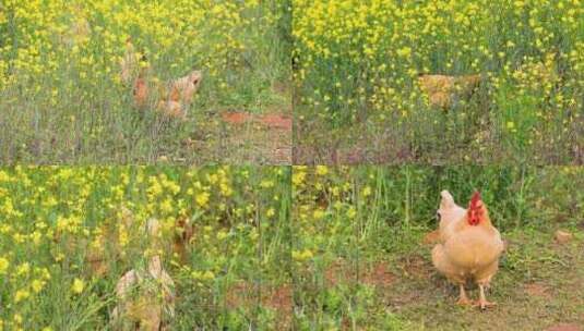 油菜花地养鸡、土鸡高清在线视频素材下载