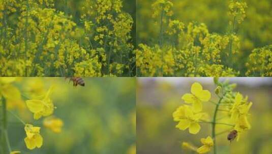 油菜花蜜蜂采蜜高清在线视频素材下载