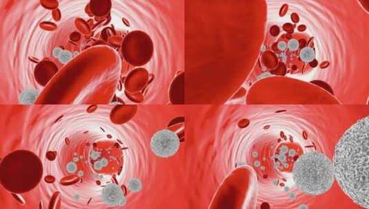 血液中的白细胞高清在线视频素材下载