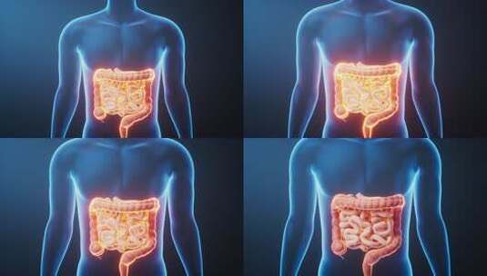 透明人体内的肠道生物科技医学概念三维渲染高清在线视频素材下载