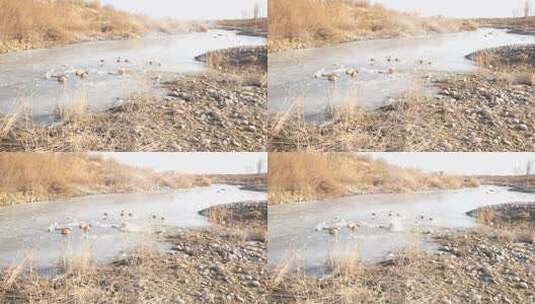 芦苇 湿地 空地 草 芦叶 水 湿地园高清在线视频素材下载