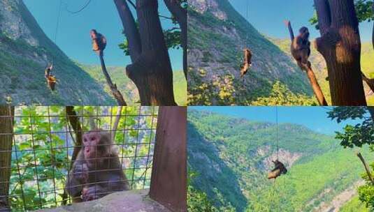 猴子猕猴自然野生动物高清在线视频素材下载