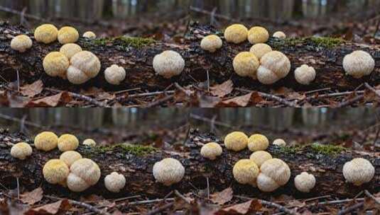 森林中木头上生长的蘑菇素材高清在线视频素材下载