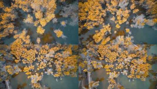 额济纳胡杨林小火车内蒙古风景秋天胡杨高清在线视频素材下载